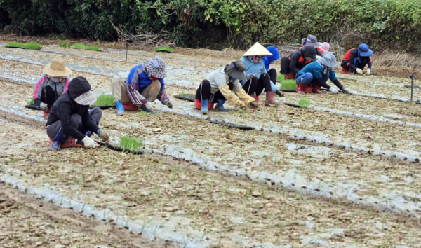 제주에서 근무 중인 베트남 국적 계절근로자 /연합뉴스