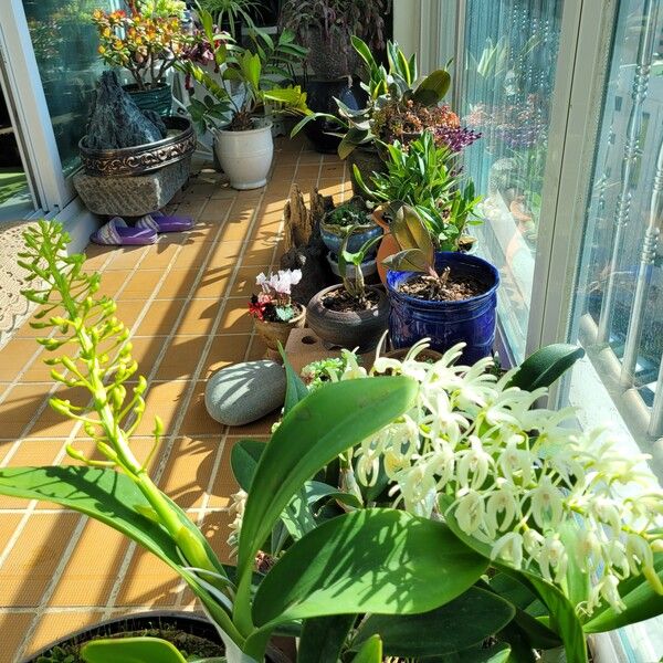 오래된 아파트지만 발코니가 있으니 숨 쉬며 살 수 있는 집이다. 이 식물이 숨 쉬며 내뱉는 산소가 사람들이 숨&nbsp; 쉬는데 얼마나 도움이 되고 있을까? /김정관