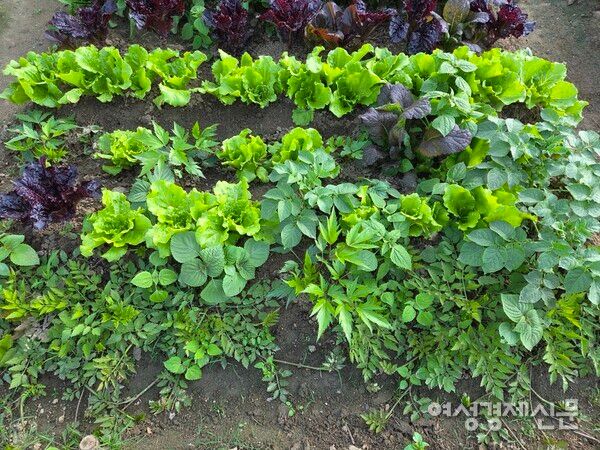 당귀, 상추도 무성하게 자랐다. /박종섭