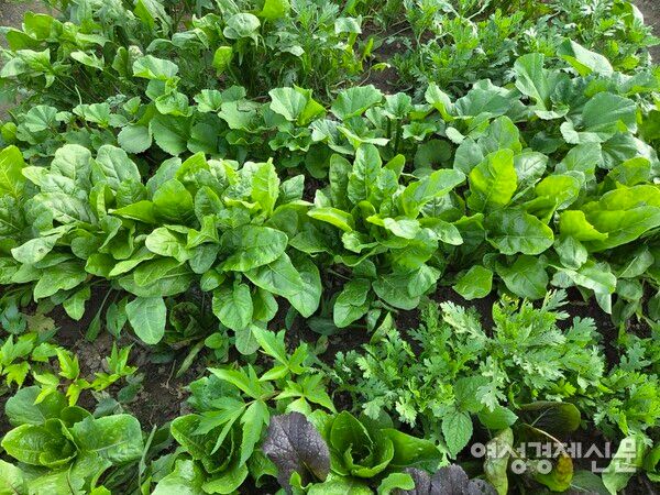 내가 좋아하는 아욱 근대도 싱싱하게 자라고··· /박종섭