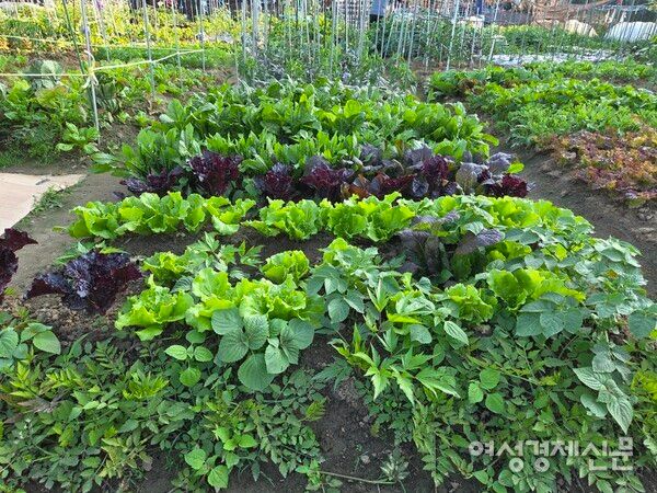 넘쳐나게 잘 자란 텃밭 식구들 /박종섭