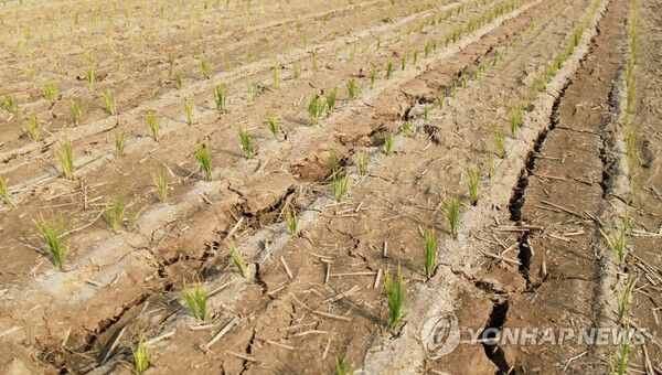 논바닥이 거북이 등처럼 갈라지는 가뭄 /연합뉴스
