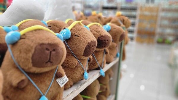 에코리움 기념품 샵의 카피바라 인형&nbsp; /사진=김성주