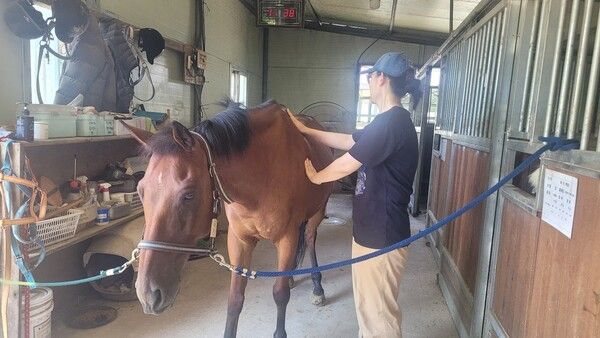 이천시 백사면에 있는 청초원 승마장을 방문한 고객이 말과 교감하며 즐거운 시간을 보내고 있다.&nbsp; 말과 교감하는 것은 훌륭한 생태관광 프로그램이다. /사진=김성주