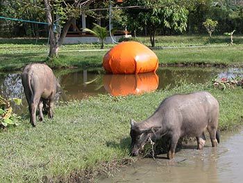 the land foundation, Thailand.