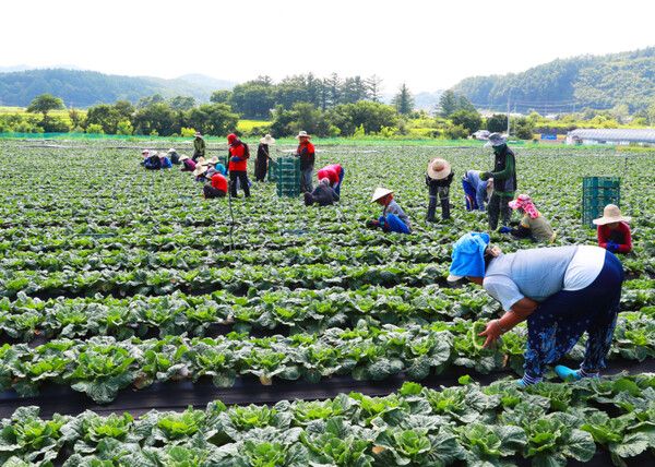 외국인 계절근로자 제도가 시행된지 10년이 지났지만 규제의 사각지대는 여전하다. 사진은 외국인 계절근로자들이 배추밭에서 일하고 있는 모습. /영양군&nbsp;