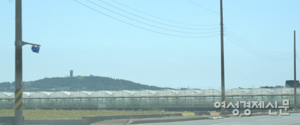 제주도는 전국 밥상에 오르는 각종 농산물의 중요한 생산지다. 그중에서도 일조량이 풍부한 서부 지역은 도내 작물 생산의 중심지로 꼽힌다. /장세곤 기자