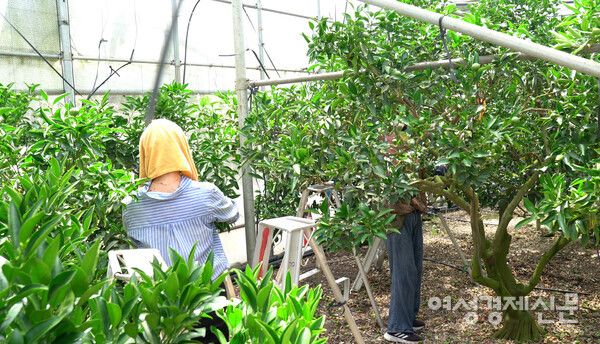 7월 초, 구름 한 점 없는 날의 오후 3시. 한라봉 하우스 내부 온도는 45°C를 넘어섰다. 중국 이주민들이 적과 작업을 하고 있다. /장세곤 기자
