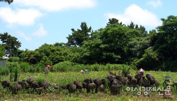 전통적 농촌의 일손 부족 문제는 제주 한경면만의 걱정거리가 아니다. 농업은 특성상 작업량이 많은 시기와 그렇지 않은 시기의 일손 수요가 크게 차이 난다. 따라서 장기간 계약하는 고용 형태는 부적합하다. /장세곤 기자