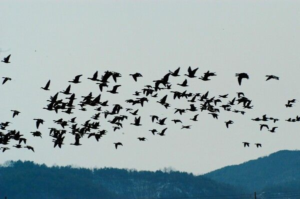 쇠기러기떼들이 하늘을 날고 있다.&nbsp;V자 대열로 수천 킬로미터를 이동하는 기러기들은 앞서가는 동료의 날갯짓이 만든 양력을 이용해 비행한다. 하지만 그들은 결코 앞선 새의 꼬리를 밟지 않는다. 서로의 비행 영역을 침범하지 않으면서도 서로의 존재에 의지해 끝내 목적지에 도달하는 것, 이것이 자연이 가르쳐준 공존의 기술이다. 사진=최한수
