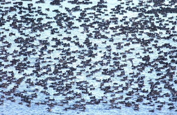 서천 금강하구에 수천마리의 가창오리가 모여 있다.&nbsp;&nbsp;가창오리는 전 세계 개체 수의 90% 이상이 대한민국에서 월동하는 아주 특별한 겨울 손님이다. 시베리아 동부와 캄차카반도 등에서 번식한 뒤, 추위를 피해 한반도로 내려와 10월부터 이듬해 3월까지 머문다. 사진/최한수