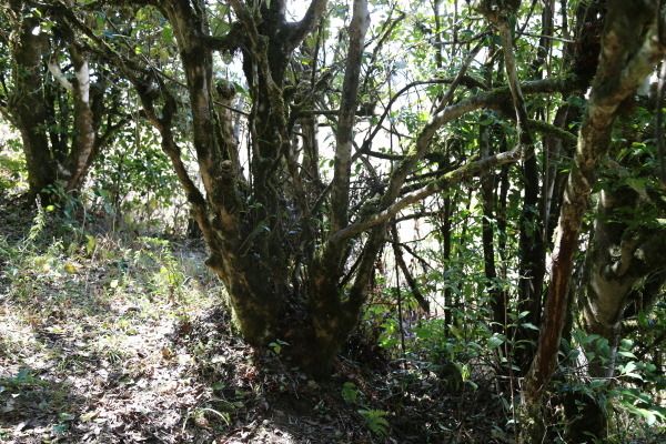 애뢰산 야생 차나무, 수령이 수백 년이 된 야생 차나무가 곳곳에 산재되어 있다. /사진 출처=다음카페 명서원