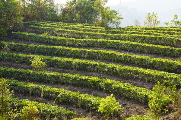 대지차 다원, 효율적으로 차 농사를 짓기 위해 관목 형태로 차나무를 밀식 재배한다. /사진 출처=다음카페 대평보이차