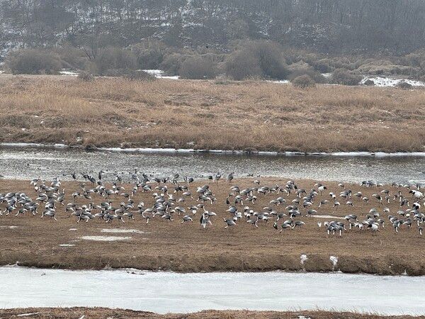 철원군 이길리에서 수많은 두루미들이 겨울을 나고 있다.&nbsp; 두루미를 보호하는 주민들의 노력 덕분에 한반도를 찾는 두루미들의 개체수가 점점 늘고 있다. /제공-마을아카이브