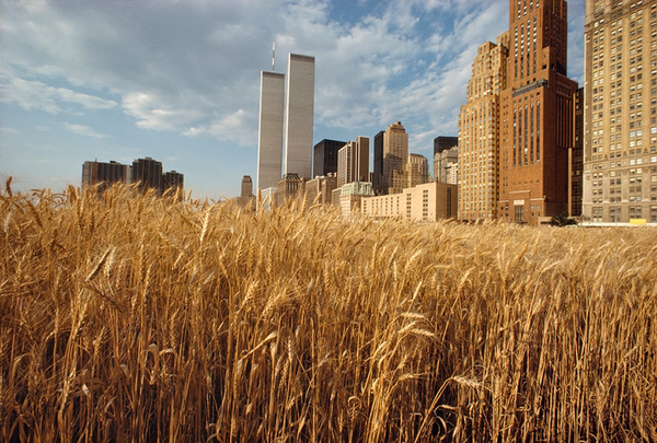 Agnes Denes, ‘Wheat field-a Confrontation’, 1982, Battery Park Landfill, NYC /courtesy of Laslie Tonkono Artwork project. N.Y&nbsp;