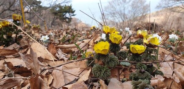 낙엽 사이에서 노란 빛을 발하는 복수초와 하얀 꿩의바람꽃 . 시장의 무채색 한파 속에서 어렵게 찾아낸 진주 같은 선행지표를 상징한다 . /양진철 작가