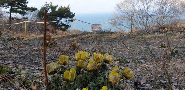 바다를 배경으로 경계 로프 너머에 피어난 복수초 군락 . 정보의 독점과 생태계 훼손에 경종을 울리는 자연의 엄중한 메시지다 . /양진철 작가