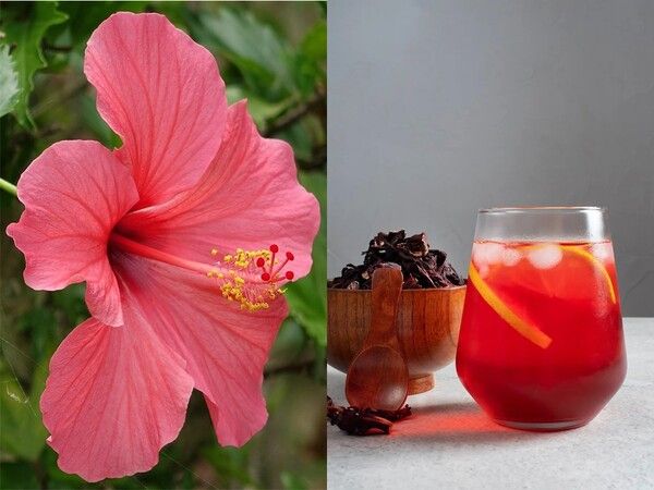 선명한 붉은빛이 특징인 히비스커스차는 이집트와 수단 등에서 갈증 해소 음료로 사랑받는다. /출처=픽사베이