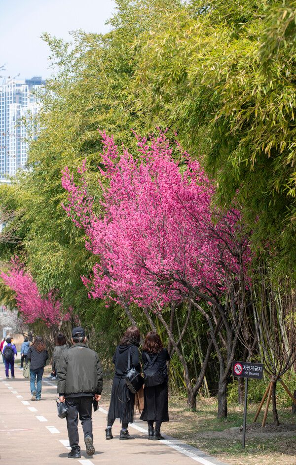 &nbsp;매화를 제대로 관찰하려면 무릎을 굽히고 앉아 확대경으로 꽃잎 안쪽의 수술과 암술의 정교한 배치를 들여다봐야 한다. 그리고 사진에 담을 때는 뒤틀리고 거친 가지의 선과 대비되는 섬세한 꽃을 구도의 핵심으로 삼는 것이 포인트이다. 그러나 진짜 좋은 매화 사진은 주변 배경과 어울리거나 사람과 함께 숨 쉬는 풍경이라고 양진철 작가는 강조한다. 나만의 완벽한 컷을 얻겠다고 매실나무 주변의 사람들을 밀어내는 행태는 자연의 조화를 깨뜨리는 무례한 독점이다. /양진철