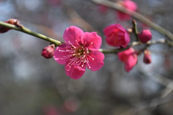 장미과 낙엽 소교목인 매화는 정식 명칭이 매실나무다. 추운 초봄에 잎보다 꽃을 먼저 피워 곤충을 선점하는 전략을 쓴다. 영하에도 얼지 않도록 세포 내 당분 농도를 높여 내한성을 갖춘다. 다섯 장의 꽃잎과 수많은 수술을 가지며, 꽃받침과 가지 색으로 품종을 구분한다. /최한수