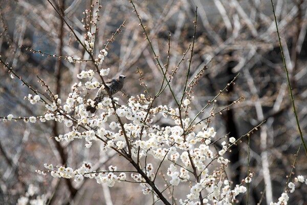 올해는 개나리·목련·매화 등 여러 봄꽃이 순서를 잊고 일제히 꽃망울을 터뜨려 개화의 쏠림 현상을 보여주었다. /양진철 사진작가