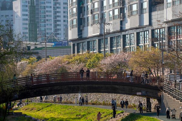 짧은 만개를 즐기려는 인파의 물결은 자산 버블의 마지막 단계에서 나타나는 광적인 쏠림 현상을 시각적으로 보여준다. 도심 속에는 많은 벚나무 군락이 있다. 비 온 후 떨어진 벚꽃 잎을 밟으며 산책하는 즐거움도 있다.&nbsp; /양진철 사진작가