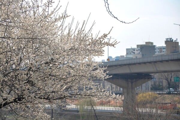 만개한 벚꽃의 아름다움은 경제적 거품이 정점에 달했을 때의 화려함을 연상케 한다. /양진철 사진작가