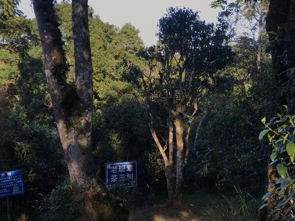 노반장 차왕수 사진출처-古茶居