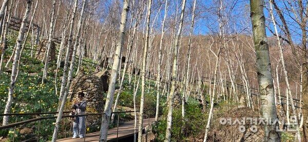 자작나무 숲 /박종섭