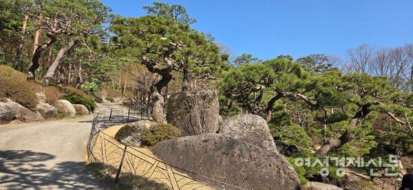 소나무정원에서 기품있는 소나무를 만날 수 있다. /박종섭