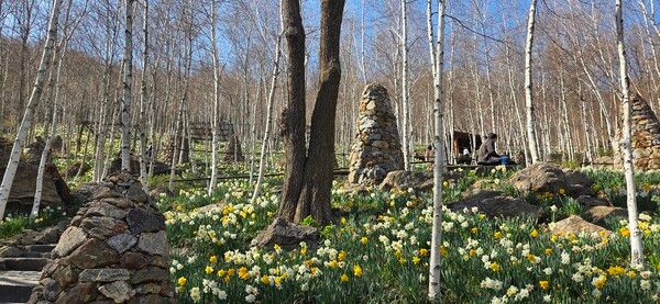 화담숲의 수선화와 어우러진 자작나무숲 /박종섭