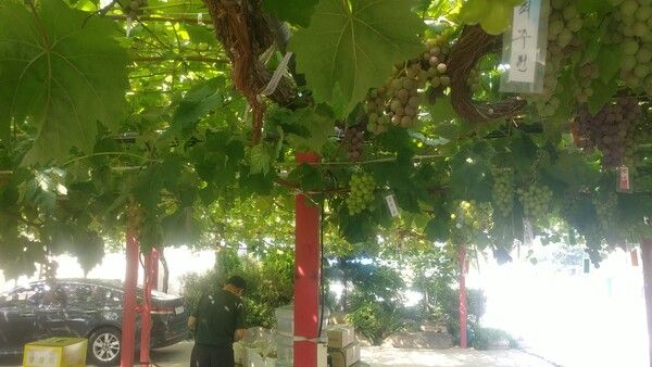 수십 년 수령의 포도나무. 오래될수록 버려지는 것이 아니라 오래될수록 깊어진다. /김성주