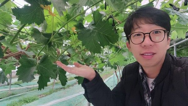 경상북도 영천시 벅스누리팜 오원석 대표가 하우스 안에서 포도꽃을 가리키고 있다. 꽃이 피는 순간 수정 작업이 시작된다. 오원석 대표는 청년농업인으로 선정되어 포도농사와 곤충산업을 함께 하고 있다. 사회복지사로 근무하다가 농업인이 된 그는 이제 제대로 포도를&nbsp; 재배하게 되었다고 자부하지만 시장 상황이 좋지 않아 걱정이 크다. /오원석 대표&nbsp;