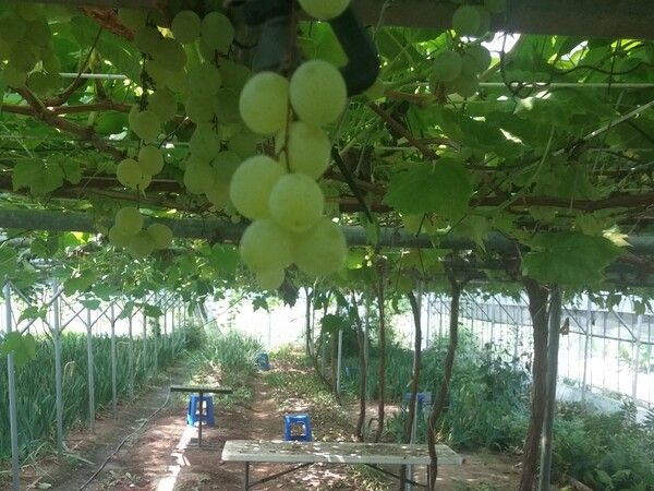 씨앗보다는 삽목과 접목으로 증식하며, 하우스 한 동 전체가 포도 한 그루로 이루어진 경우도 있다. 그물처럼 뻗은 가지에 수천 송이가 달린 풍경은 경이롭다. 포도 그늘 밑에서 낮잠을 자보라. 여름에 그만한 행복이 없다. /김성주&nbsp;