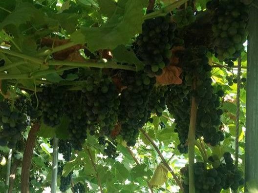 가을 수확을 앞두고 당도가 오른 포도 송이. 포도나무의 경제적 수명은 20~30년이다. /김성주