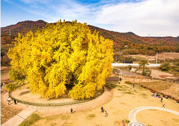 2023년 단풍절정시기,강원도 반계리 은행나무 (사진출처=한국관광공사)