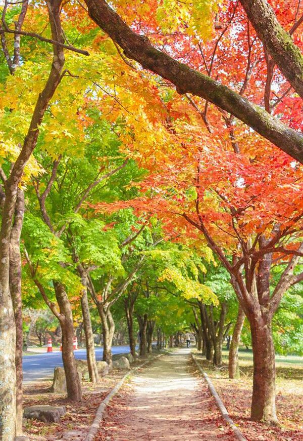 전북 정읍 내장산 국내여행 (사진출처=한국관광공사)