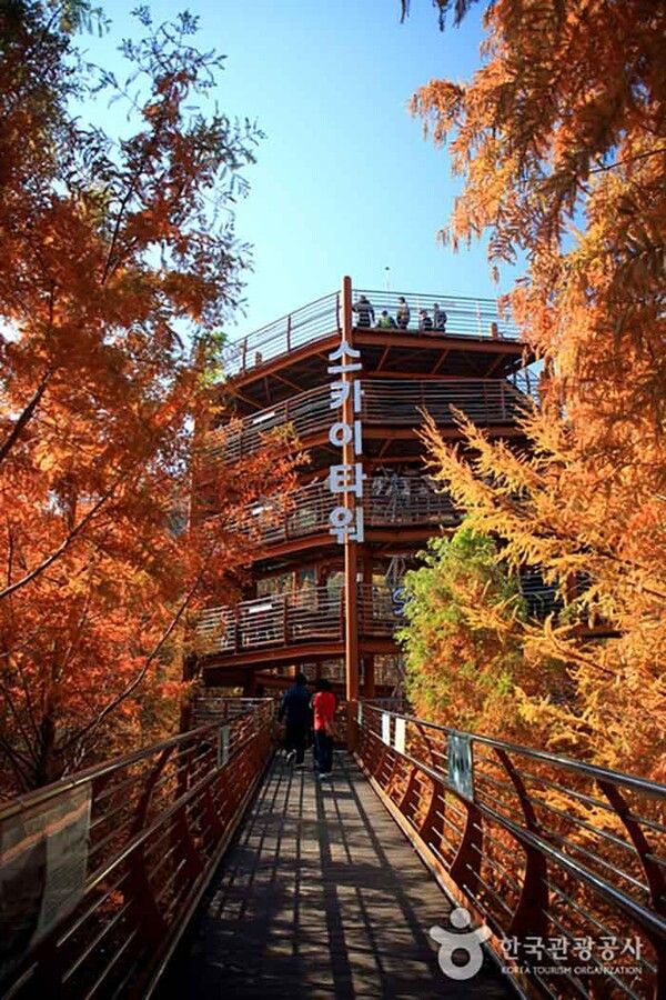 대전 장태산자연휴양림 (사진출처=한국관광공사)