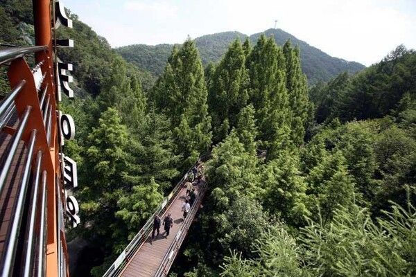 대전 장태산자연휴양림 (사진출처=한국관광공사)