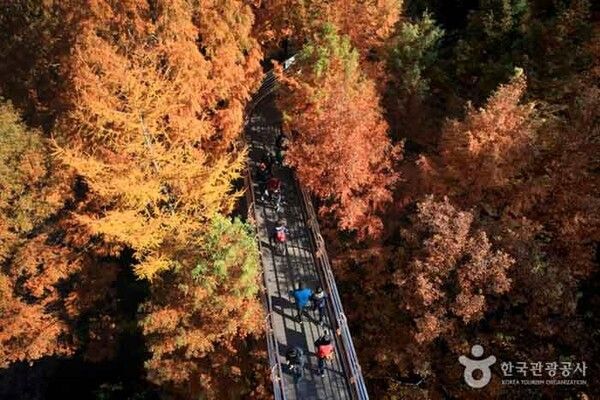 대전 장태산자연휴양림 (사진출처=한국관광공사)