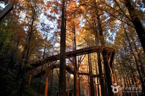 대전 장태산자연휴양림 (사진출처=한국관광공사)