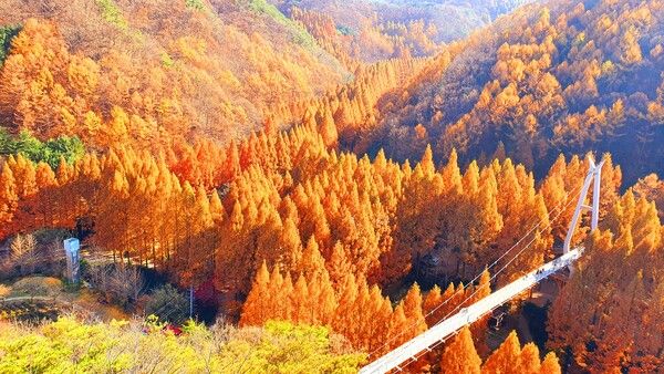 대전 장태산자연휴양림 (사진출처=한국관광공사)