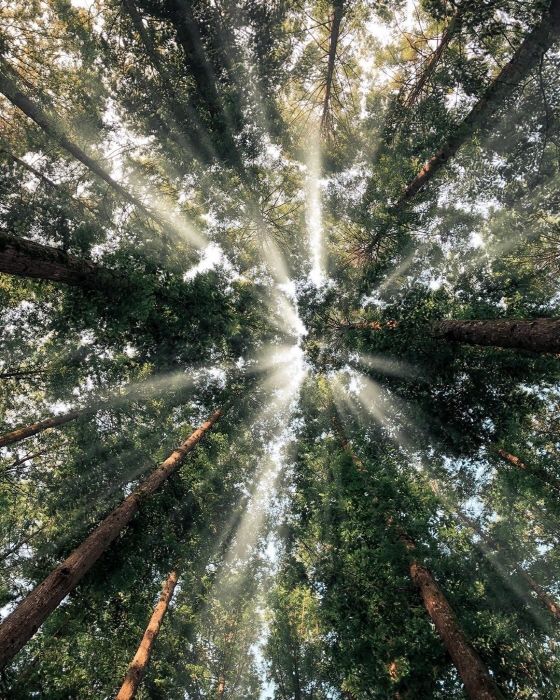 대전 장태산자연휴양림 (사진출처=한국관광공사)