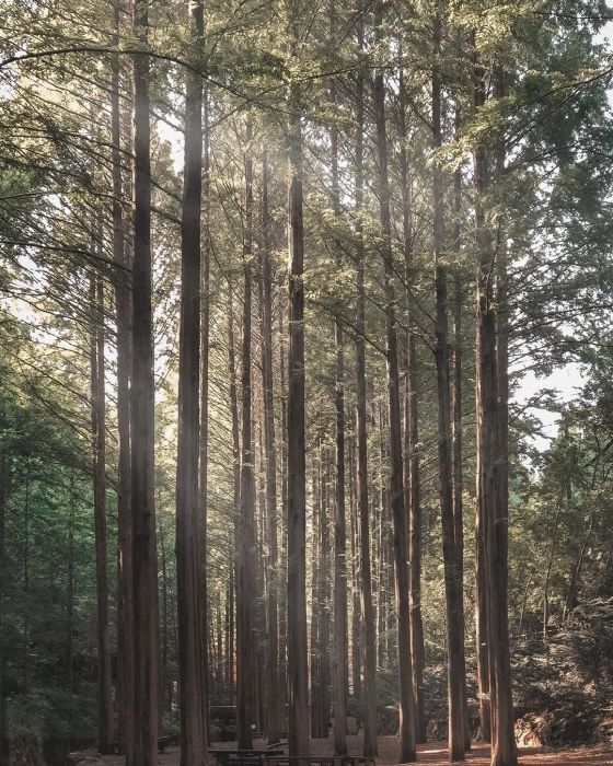 대전 장태산자연휴양림 (사진출처=한국관광공사)