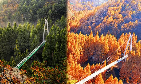 대전 장태산자연휴양림 (사진출처=한국관광공사)