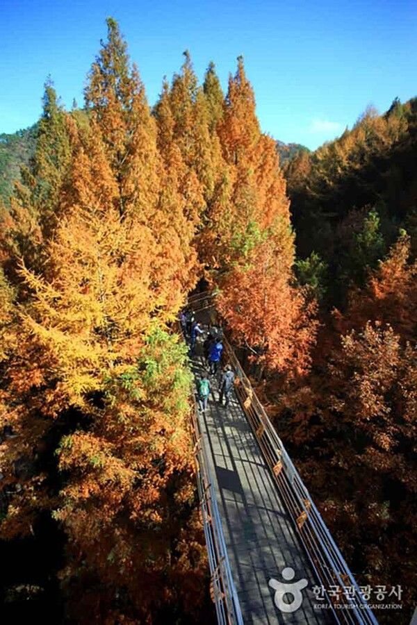 대전 장태산자연휴양림 (사진출처=한국관광공사)