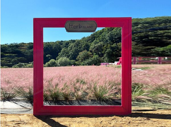 경기도여행, 허브아일랜드 핑크뮬리축제 (사진출처=한국관광공사)