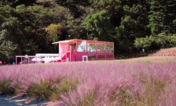 경기도여행, 허브아일랜드 핑크뮬리축제 (사진출처=한국관광공사)