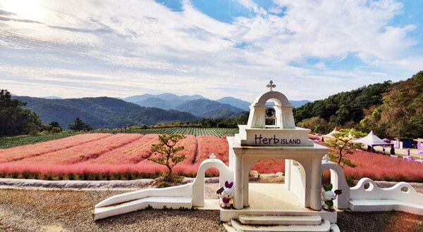 경기도여행, 허브아일랜드 핑크뮬리축제 (사진출처=한국관광공사)