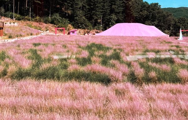 경기도여행, 허브아일랜드 핑크뮬리축제 (사진출처=한국관광공사)